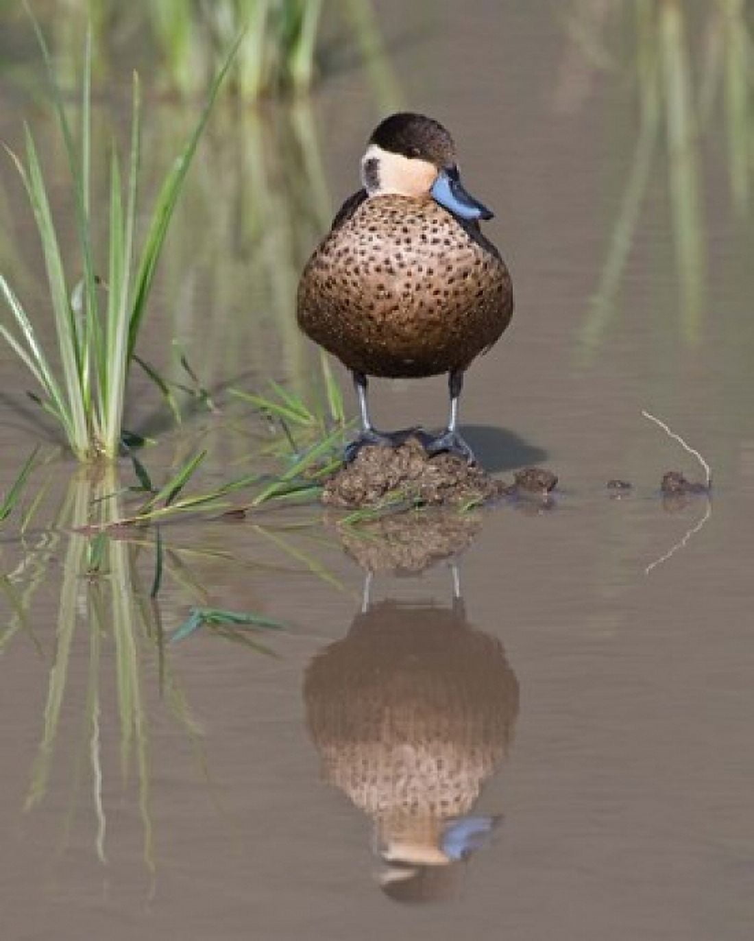 Hottentot Teal duck wading Tanzania Canvas Art - Ralph H Bendjebar DanitaDelimont (28 x 34)