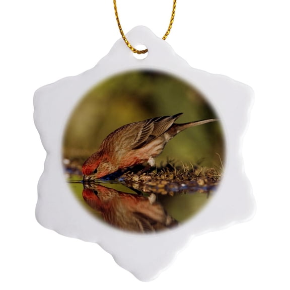 3drose, House Finch Bird, Hill Country, Texas - Na02 Rnu0165 - Rolf Nussbaumer, 3 inch Snowflake Porcelain Ornament