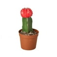 thumbnail image 1 of House Plant 2-CACT-GRAFT-RED Red 1 Graft Cactus Succulent Plant in 3 in. Pot, 1 of 1
