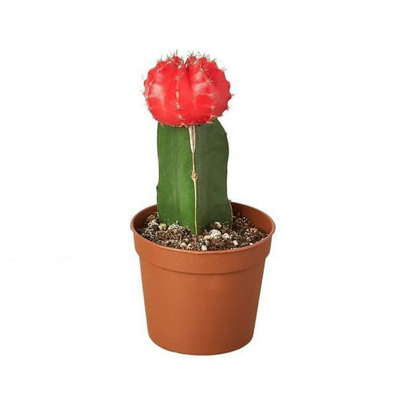 House Plant 2-CACT-GRAFT-RED Red 1 Graft Cactus Succulent Plant in 3 in. Pot