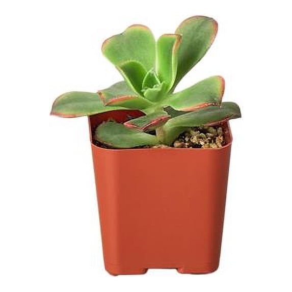 House Plant 2-SUCC-VARIETY-1PK 1 Succulent Variety Plant in 2 in. Pot