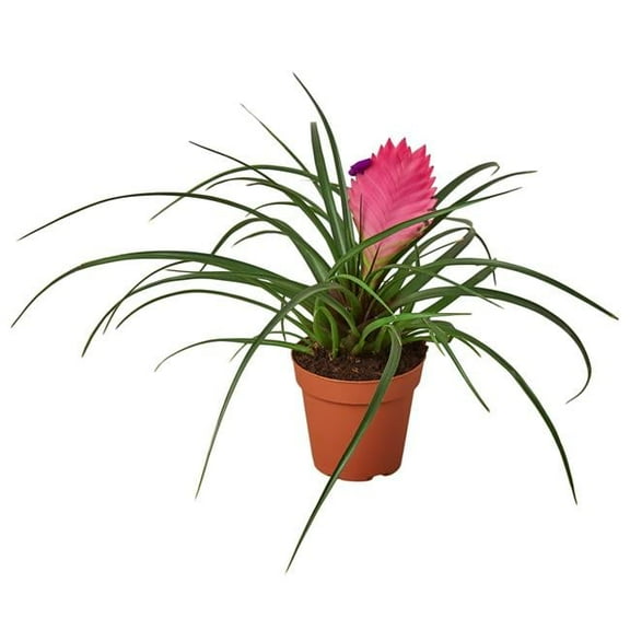House Plant 4-BROMELIAD-CYANEA Pink Quill Bromeliad Cyanea Plant in 4 in. Pot
