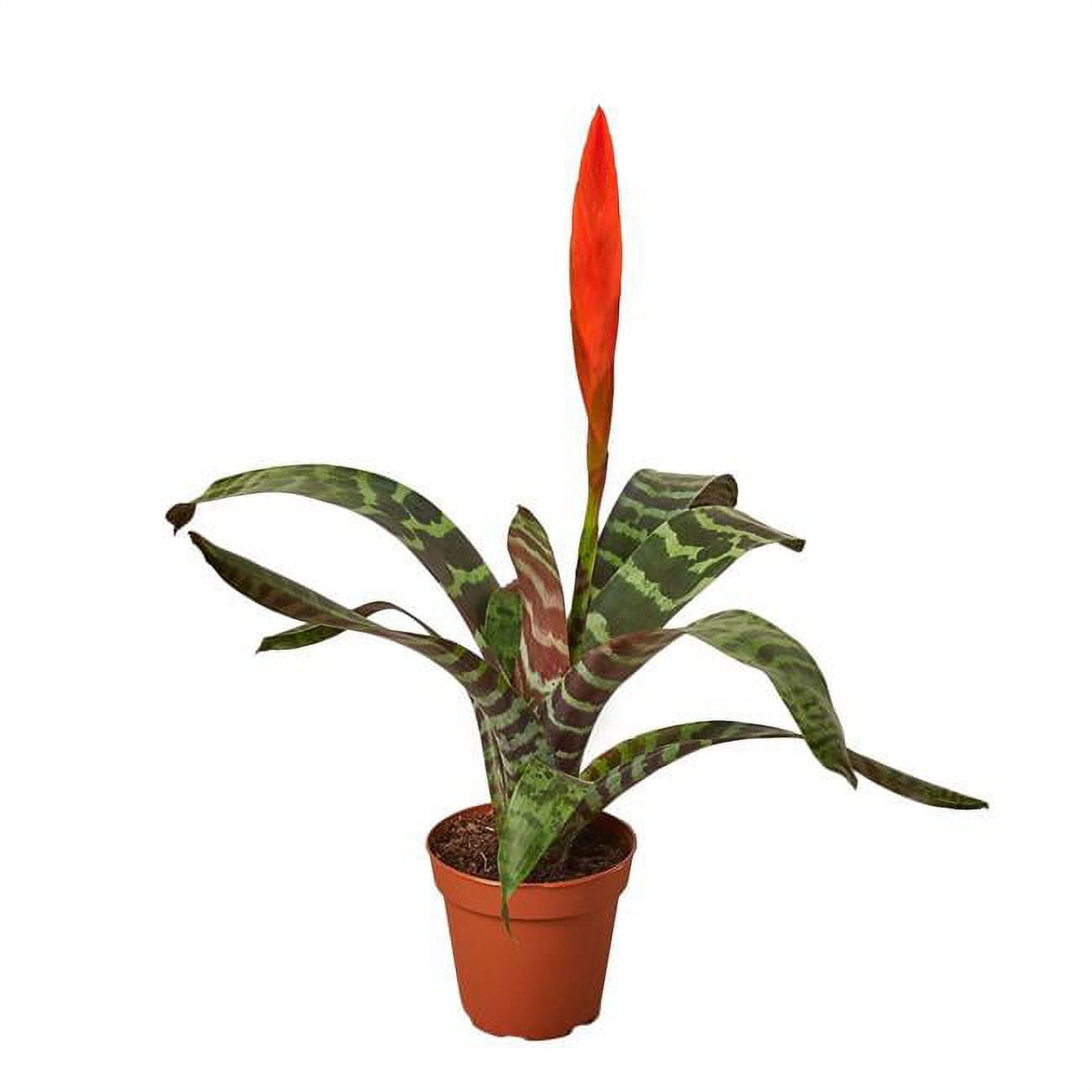 Splenriet Bromeliad Vriesea Plant