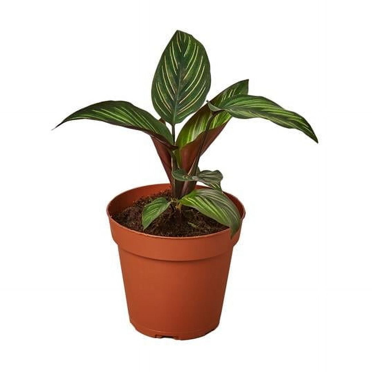 calathea white star kaufen Calathea Whitestar kaufen? | Laura