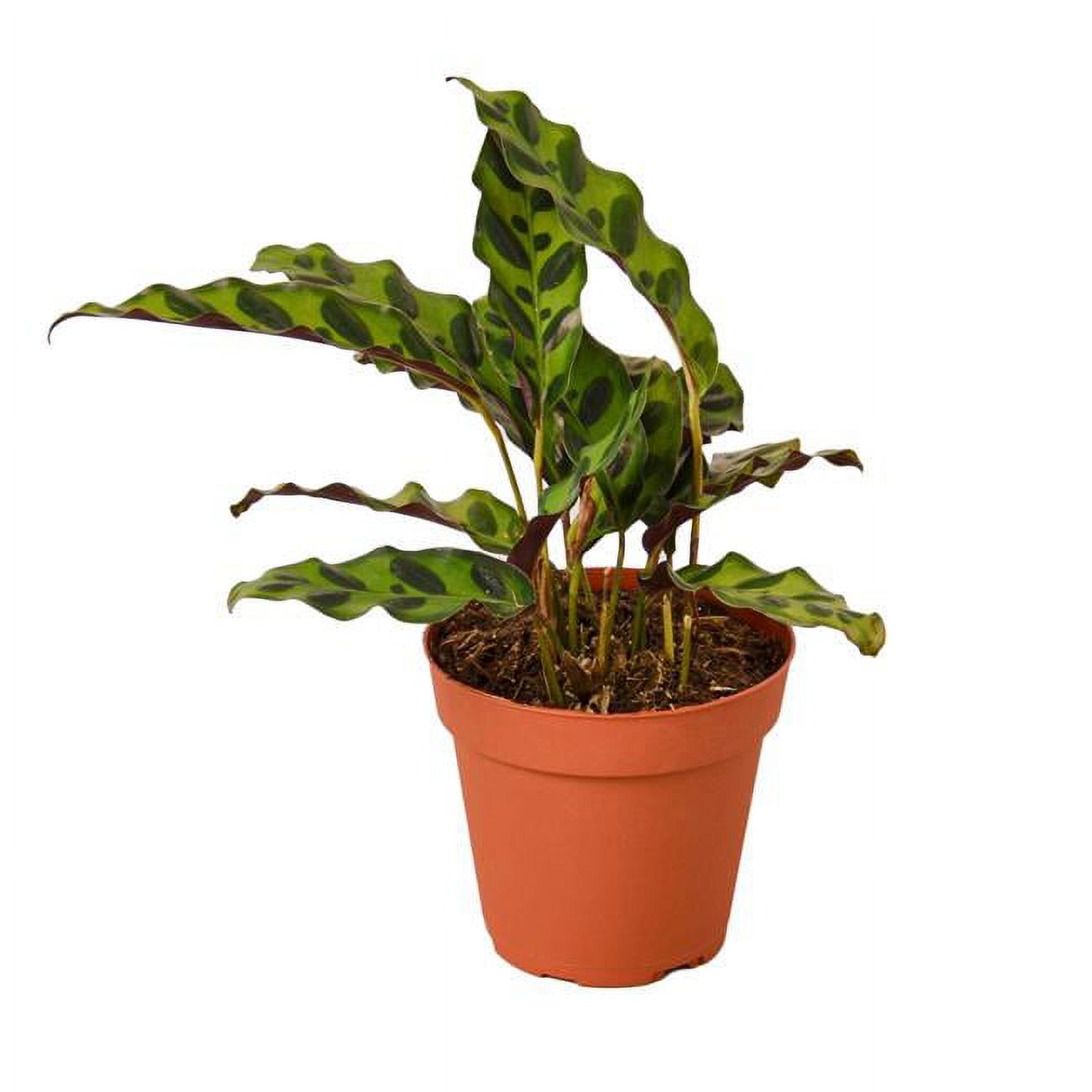 House Plant 4CALATHEARATTLESNAKE Rattlesnake Calathea Lancifolia