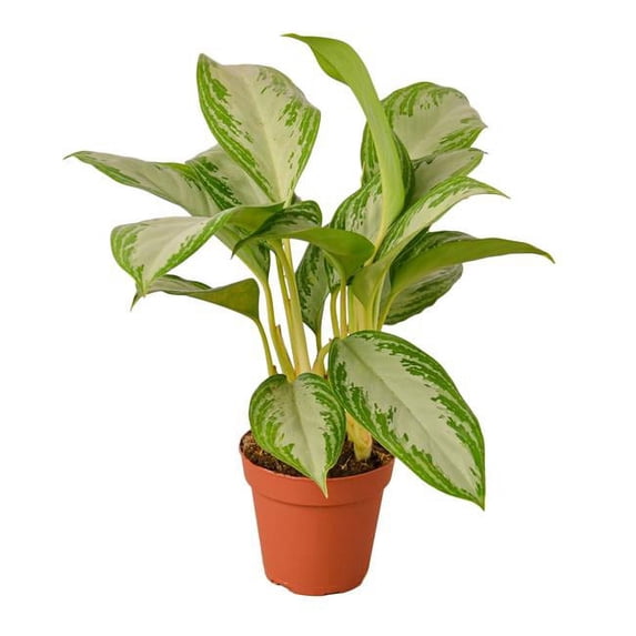 House Plant 4-CH.EVERGREEN-SILVER.BAY Chinese Evergreen Silver Bay Plant in 4 in. Pot