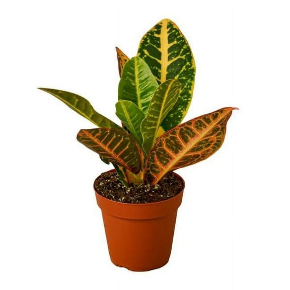 House Plant 4-CROTON-PETRA Josephs Coat Croton Petra Plant in 4 in. Pot