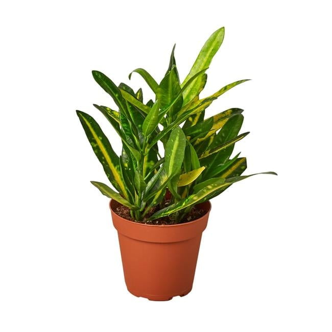 Sunny Star Croton Plant in 4" Terracotta Pot