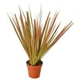 thumbnail image 1 of House Plant 4-DRACAENA-COLORAMA Colorama Dracaena Plant in 4 in. Pot, 1 of 1