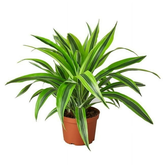House Plant 4-DRACAENA-LEMON.LIME Lemon Surprise Dracaena Deremensis Plant in 4 in. Pot