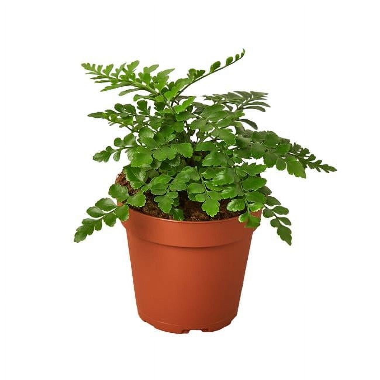 Austral Gem Fern in 4" Terracotta Nursery Pot