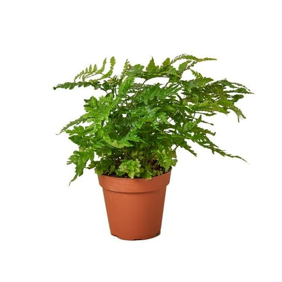 House Plant 4-FERN-AUTUMN Autumn Fern Plant in 4 in. Pot