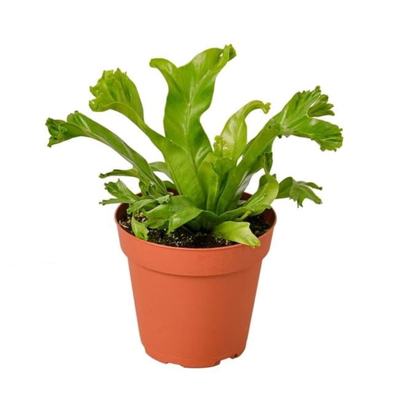 House Plant 4-FERN-LESLIE Birds Nest Leslie Fern Plant in 4 in. Pot