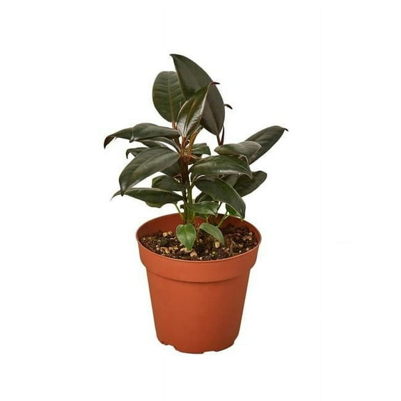 House Plant 4-FICUS-BURGUNDY Burgundy Ficus Elastica Plant in 4 in. Pot
