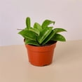 thumbnail image 1 of House Plant 4-HOYA-CARNOSA 4 in. Pot Hoya Carnosa Plant, 1 of 1