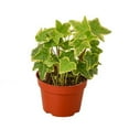 thumbnail image 1 of House Plant 4-IVY-GOLD.CHILD English Ivy Gold Child Plant in 4 in. Pot, 1 of 1