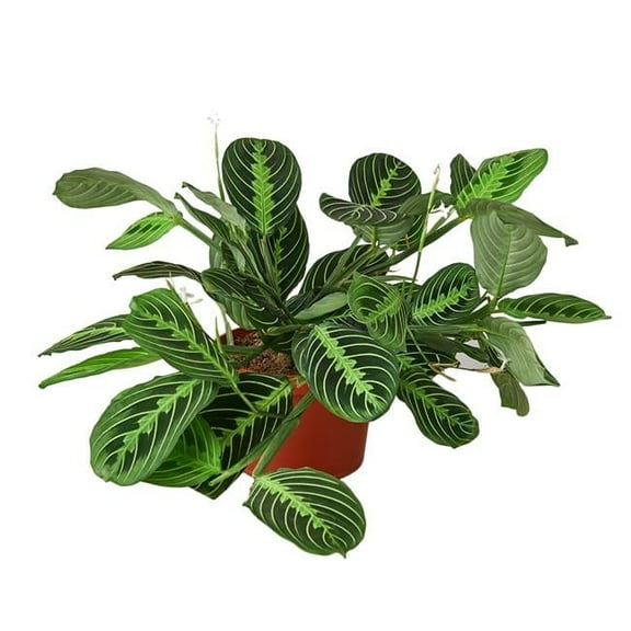 House Plant 4-MARANTA-LEMON.LIME Lemon-Lime Prayer Plant in 4 in. Pot