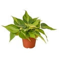 thumbnail image 1 of House Plant 4-PHILODENDRON-BRASIL Philodendron Brasil Plant in 4 in. Pot, 1 of 1