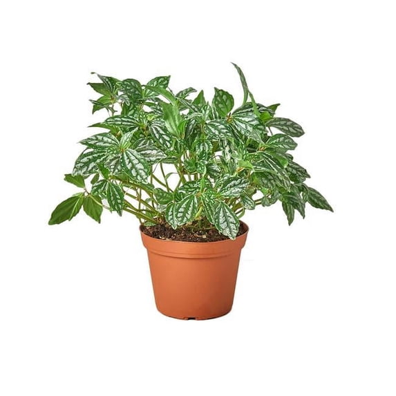 House Plant 4-PILEA-ALUMINIUM 4 in. Pot Pilea Aluminum Plant