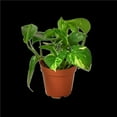 thumbnail image 1 of House Plant 4-POTHOS-GOLDEN-PP.BLK.CYL 4 in. Pot Pothos Golden Plant, 1 of 1