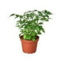 House Plant 4RADERMACHERACHINA.DOLL 4 in. Pot Radermachera China Doll