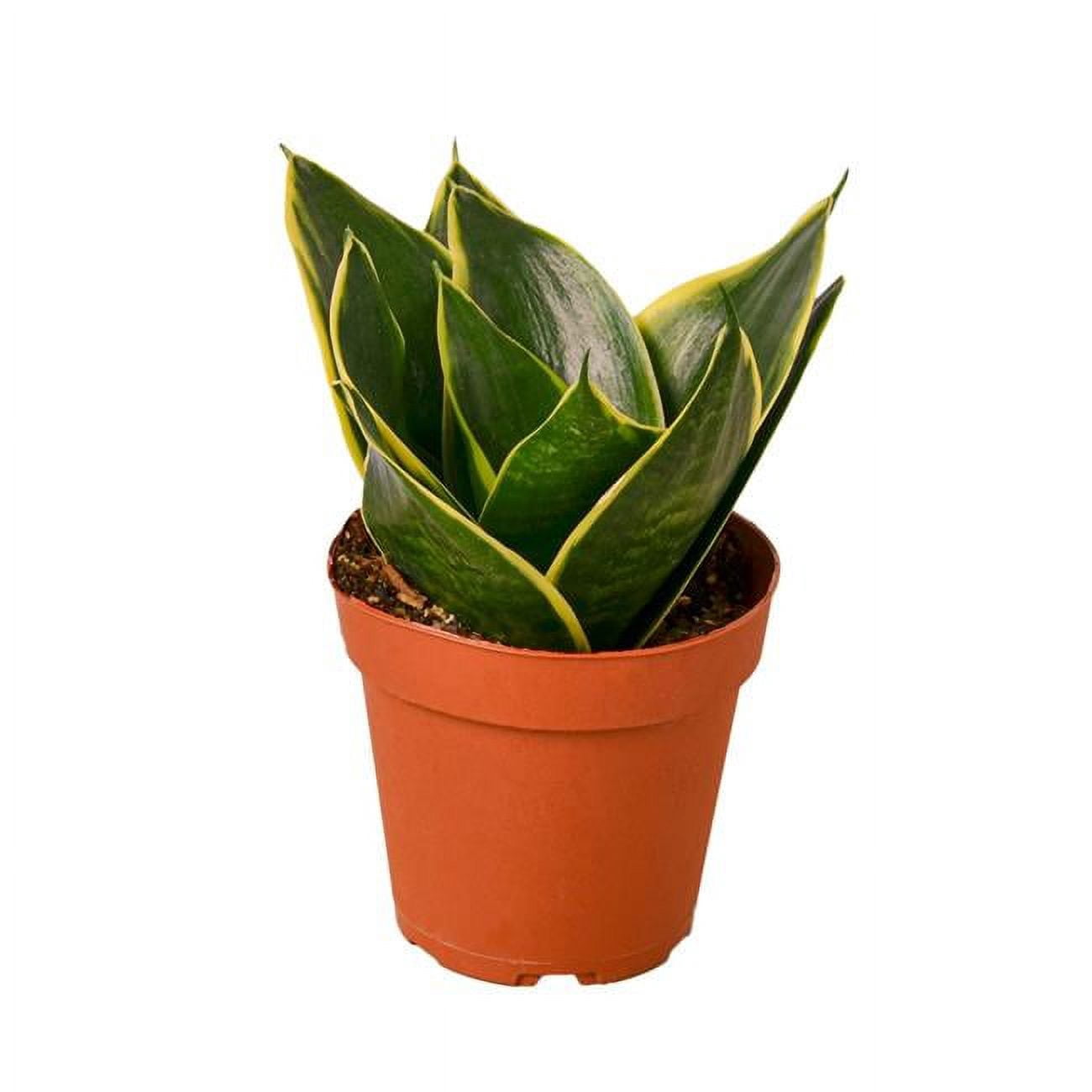 House Plants Indoor Plants in Live Plants - Walmart.com