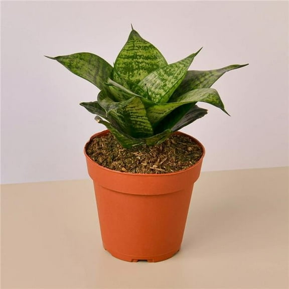 House Plant 4-SNAKE-FOREST.STAR Black Robusta Snake Plant in 4 in. Pot