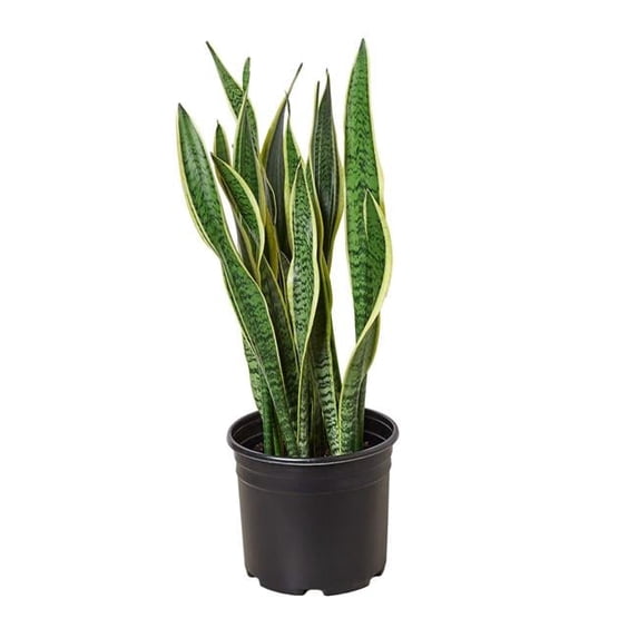 House Plant 4-SNAKE-LAURENTII-PP.BLK.CYL 4 in. Pot Snake Laurentii Cylinder Plant, Black