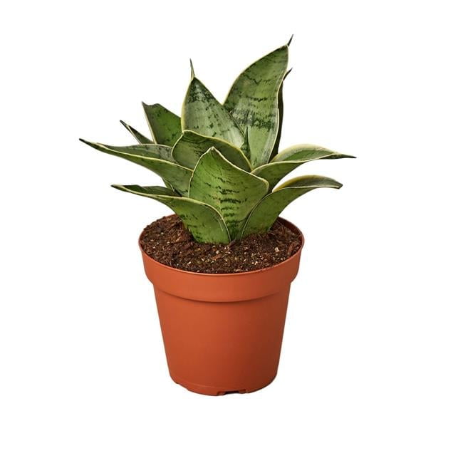 Starlight Snake Plant in 4" Terracotta Pot