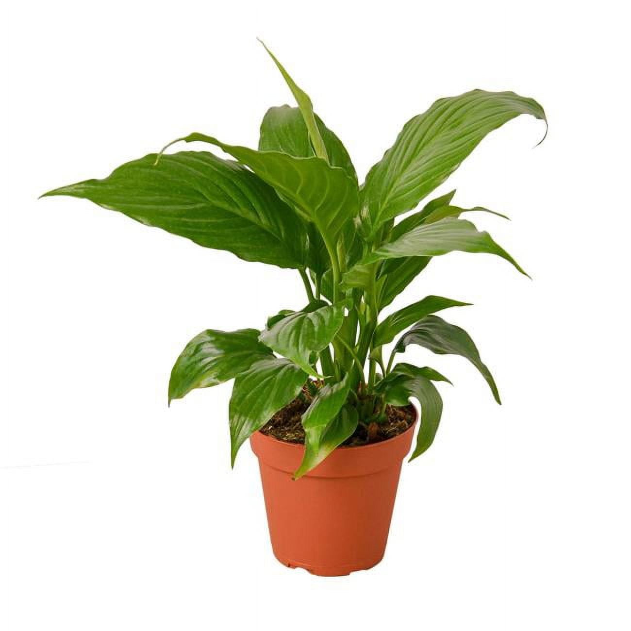 House Plants Indoor Plants in Live Plants - Walmart.com