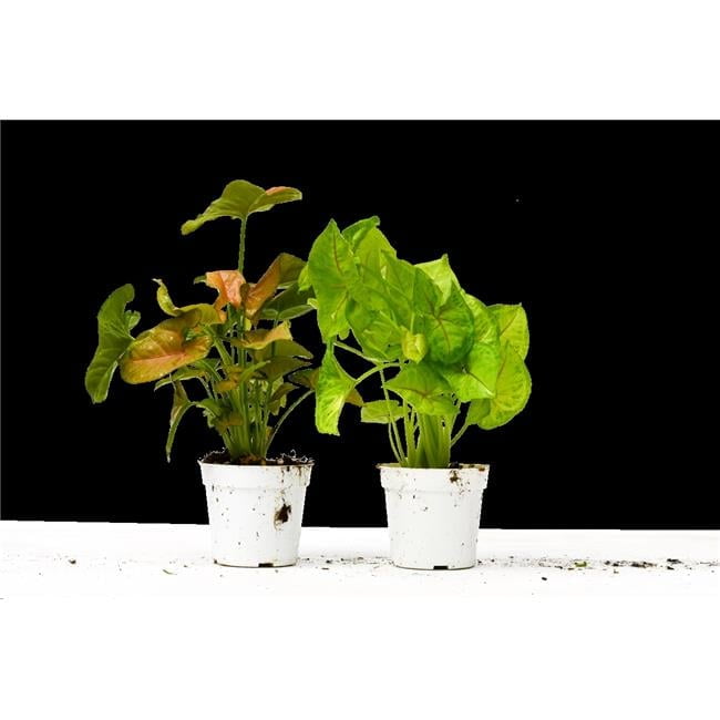 Indoor Green and Pink Syngonium Succulent in 4" White Pot