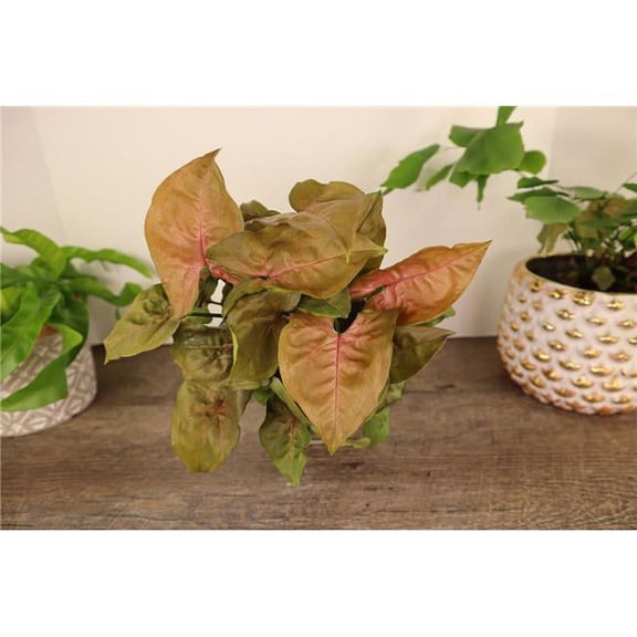 House Plant 4-SYNGONIUM-VARIETY-4PK 4 Different Syngonium Arrowhead Live Plant in 4 in. Pot, Pack of 4