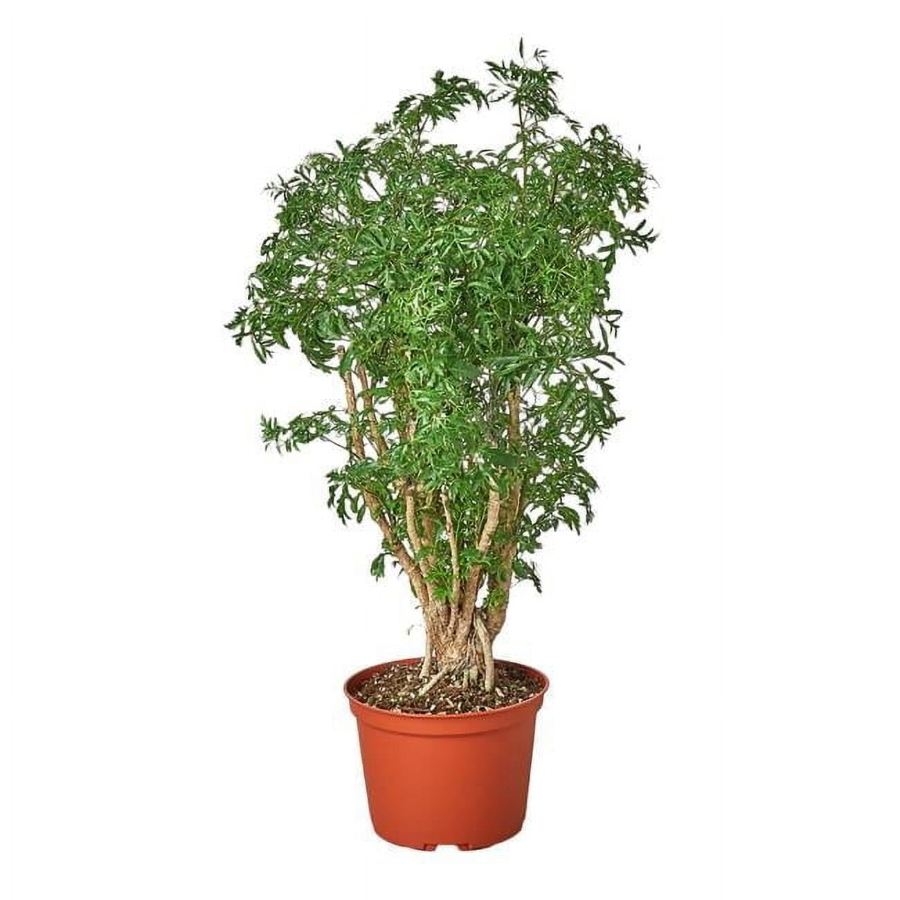 hanging potted plant small hanging pot (pack of 20) – Unsolicited Plant Talks main image 0