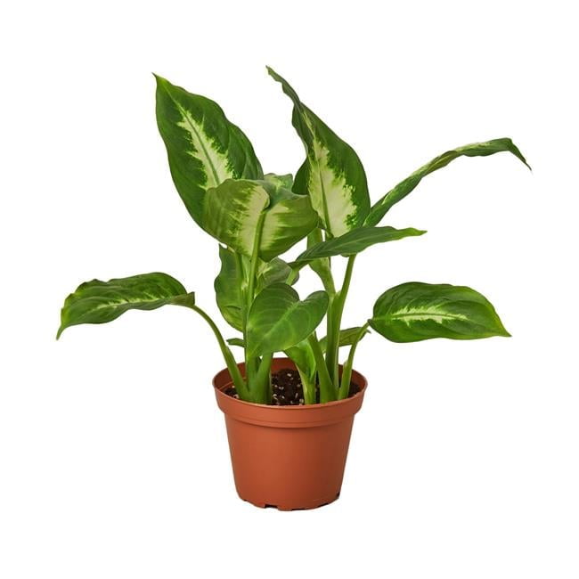 Dieffenbachia Camille Plant in 6 in. Pot