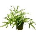 thumbnail image 1 of House Plant 6-FERN-ALBO 8-14 in. Tall Pteris Cretica Albo Fern Plant in 6 in. Pot, 1 of 1