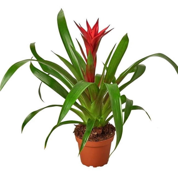 House Plant 6-GUZMANIA-RED Red 1 Bromeliad Guzmania Plant in 6 in. Pot