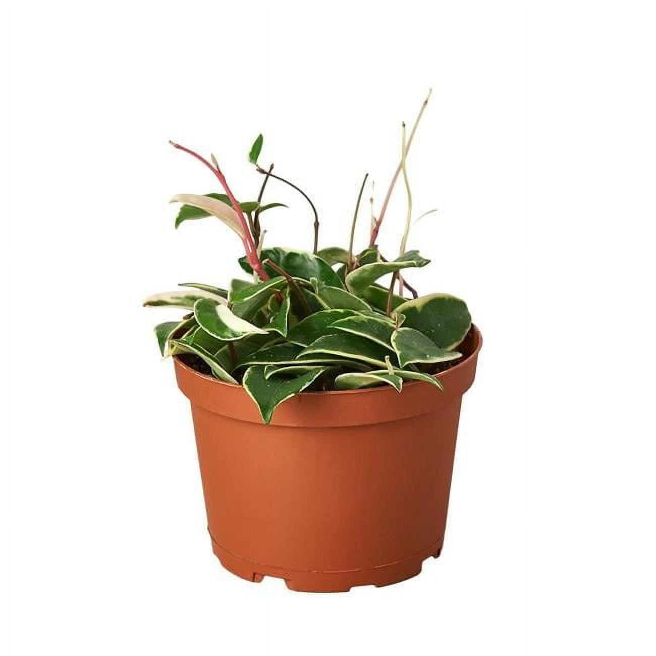 House Plant 6-HOYA-TRICOLOR Hoya Carnosa Tricolor Wax Flower Plant in 6 in. Hanging Pot