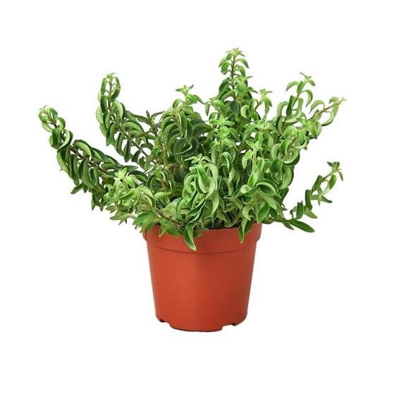 House Plant 6-LIPSTICK-CURLY Curly Lipstick Plant in 6 in. Pot