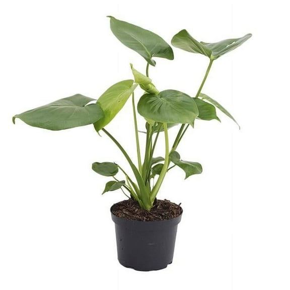House Plant 6-MONSTERA-DELICIOSA Monstera Philodendron Plant in 6 in. Pot