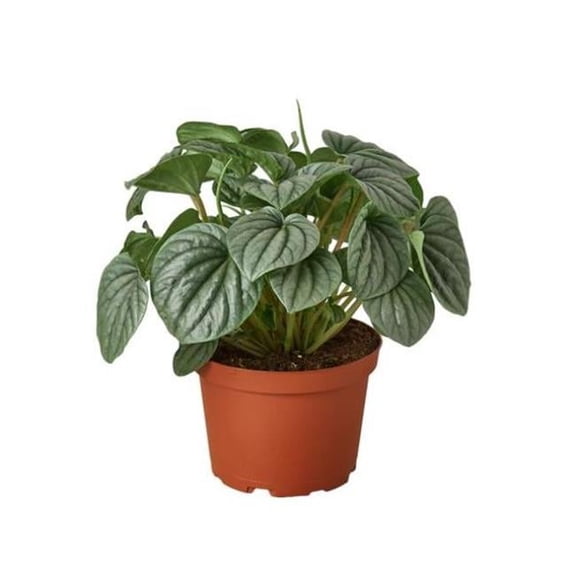 House Plant 6-PEPEROMIA-FROST 6 in. Pot Peperomia Frost Plant