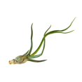 thumbnail image 1 of House Plant AIR-BULBOSA Bulbosa Tillandsia Air Plant, 1 of 1