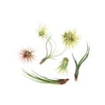 thumbnail image 1 of House Plant AIR-VARIETY-7PK 7 in. Tillandsias Air Plants, Pack of 7, 1 of 1