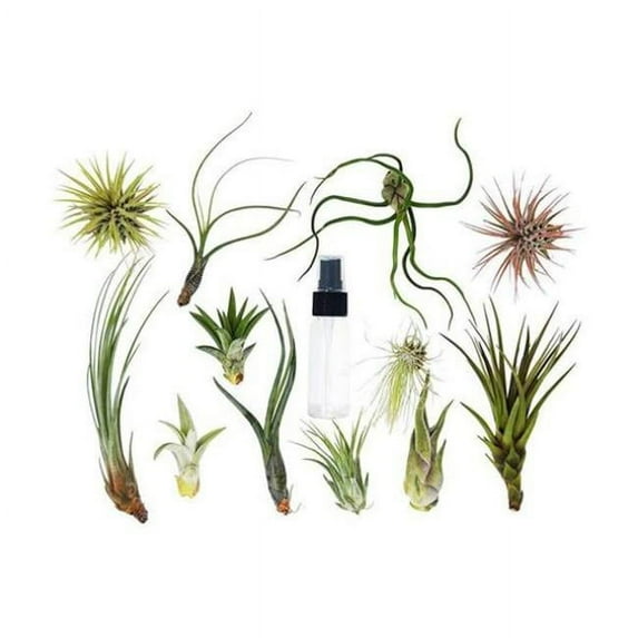 House Plant AIR-VARIETY-SPRAY-10PK Tillandsia Air Plant Variety with Spray - Pack of 10
