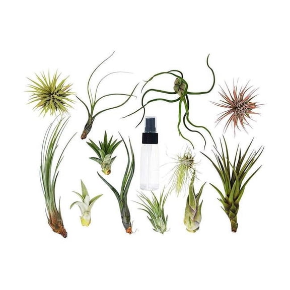 House Plant AIR-VARIETY-SPRAY-6PK Air Plants with Spray Bottle, Pack of 6