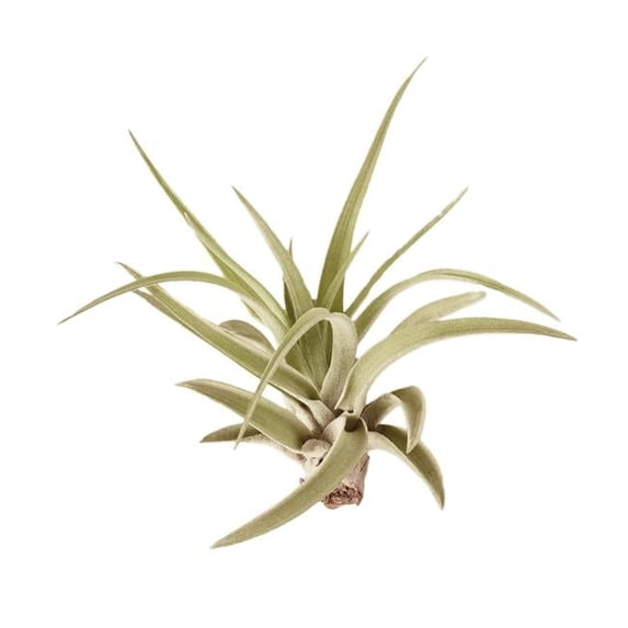 House Plant AIR-VELUTINA Veluntina Tillandsia Air Plant