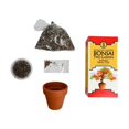 thumbnail image 1 of House Plant BONSAI-MAPLE Bonsai Tree Garden Diy Grow Kit with Japanese Maple Tree Seeds, 1 of 1