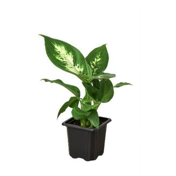 House Plant Dropship 3-DIEFFENBACHIA-CAMILLE 3 in. Dieffenbachia Camille Pot