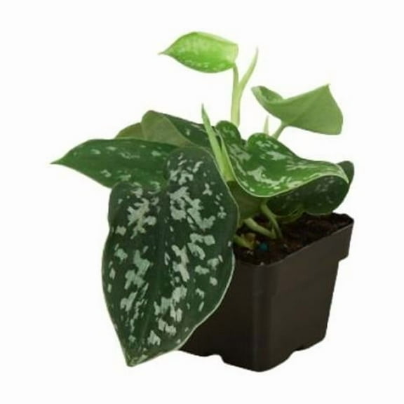 House Plant Dropship 3" Green Pothos Satin Live Plant