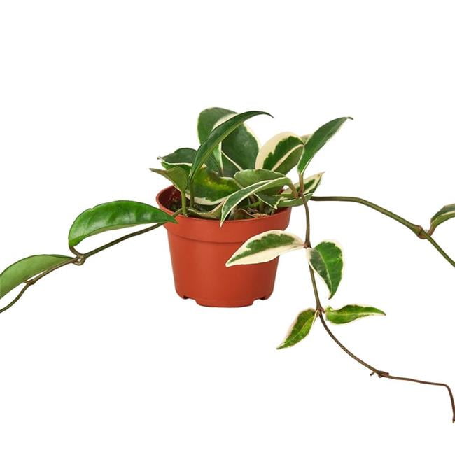 House Plant Dropship Indoor Plants in Live Plants - Walmart.com