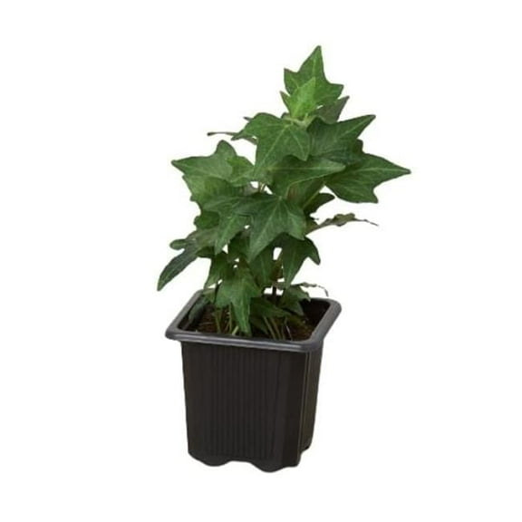 House Plant Dropship 3-IVY-GREEN 3 in. English Ivy Green California Pot